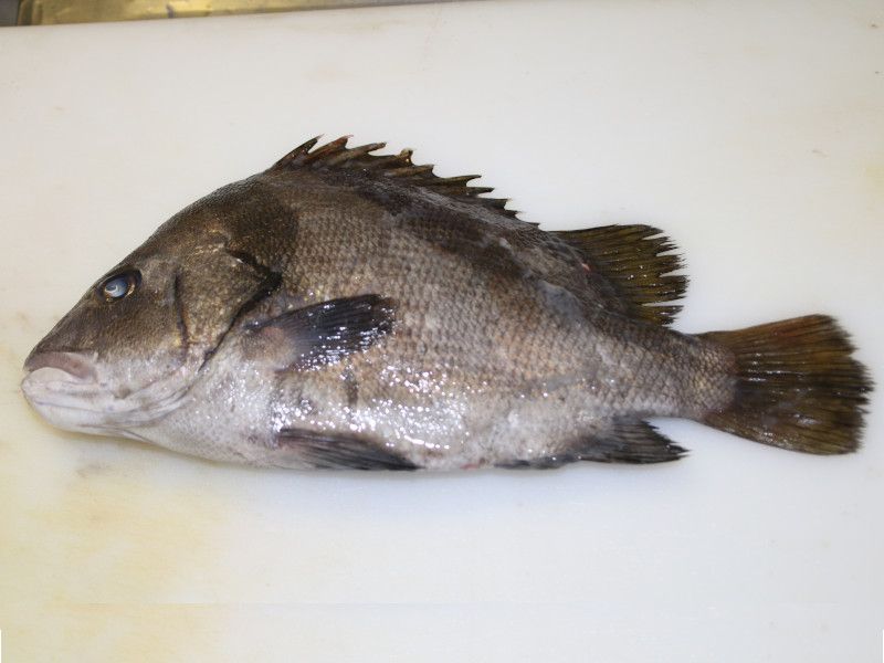 qQ\_Ci颒AwFHapalogenys nigripinnij